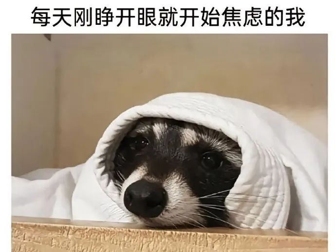 每日meme