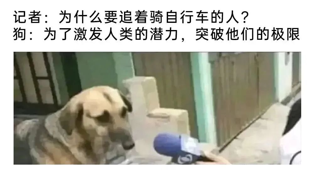 每日meme