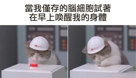 每日meme