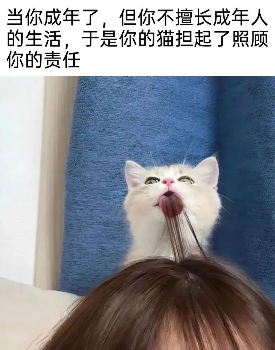 每日meme