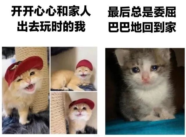 每日meme