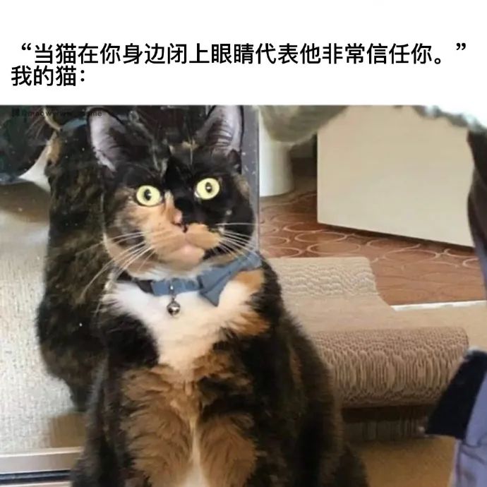 每日meme