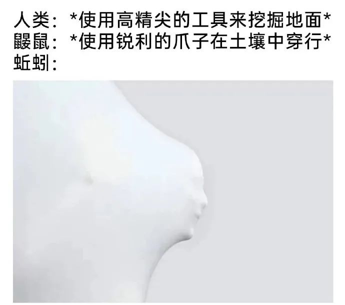 每日meme