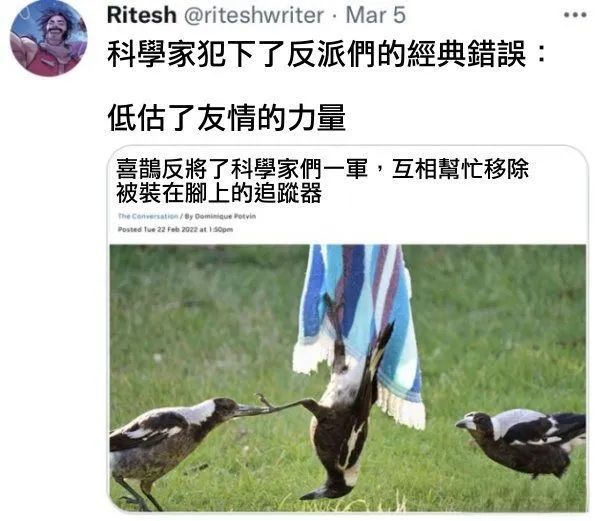 每日meme