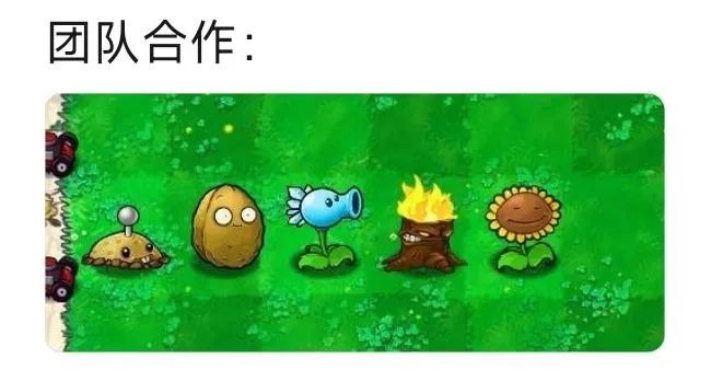 每日meme