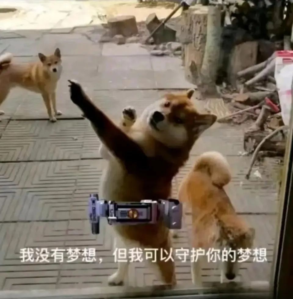每日meme