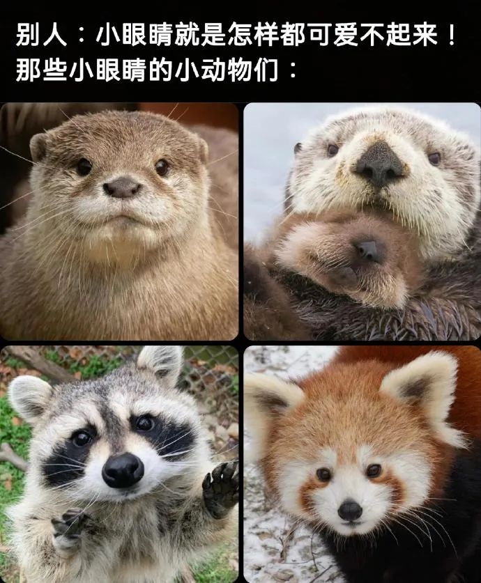 每日meme