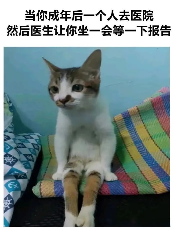 每日meme