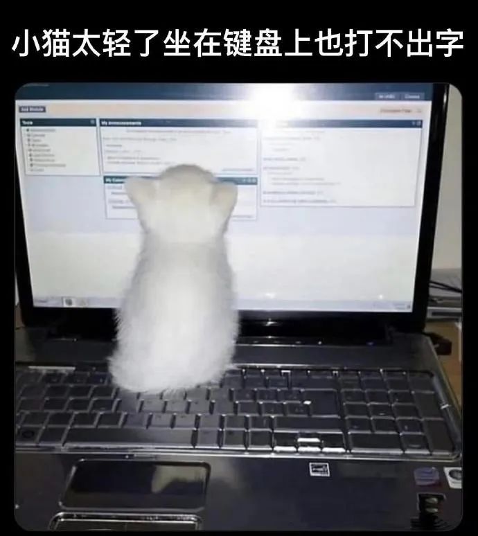 每日meme