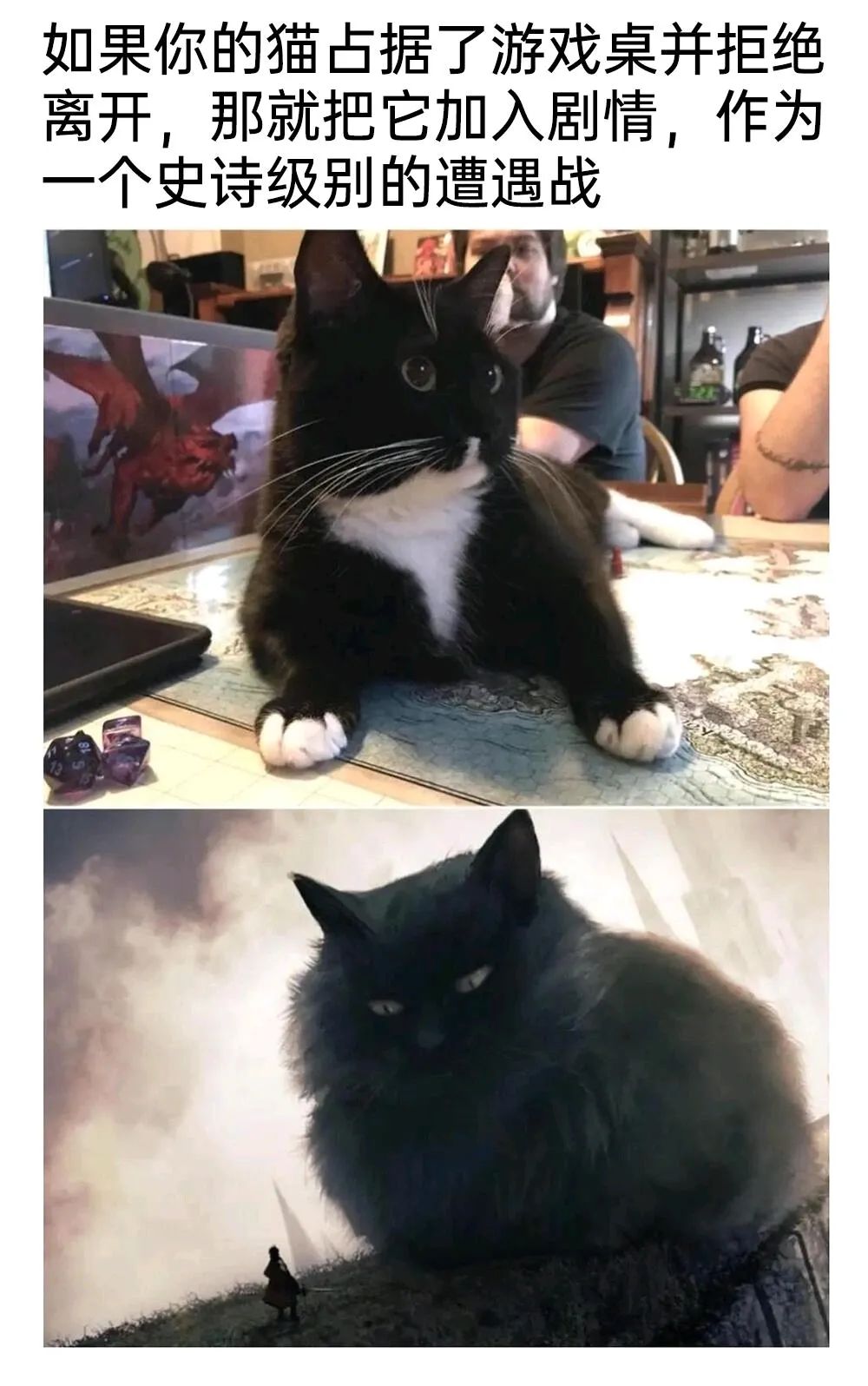每日meme