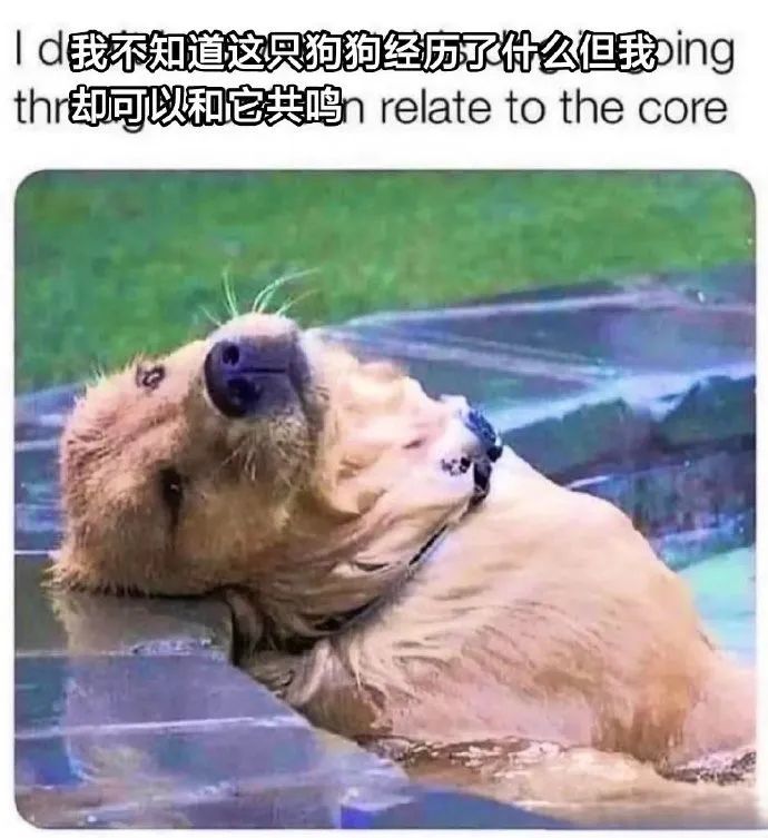 每日meme