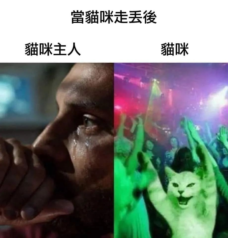 每日meme
