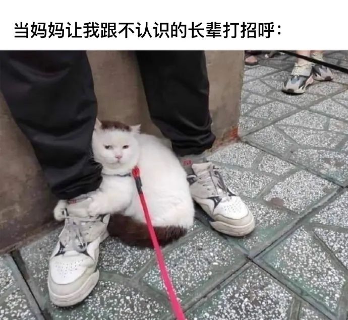 每日meme