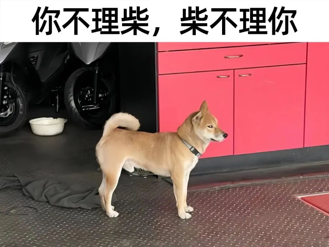 每日meme