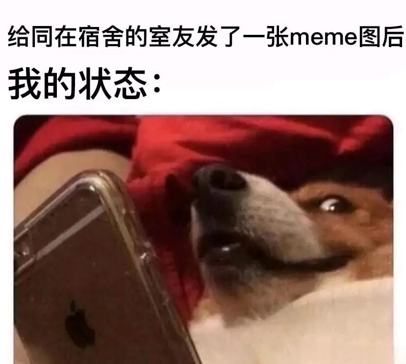 每日meme