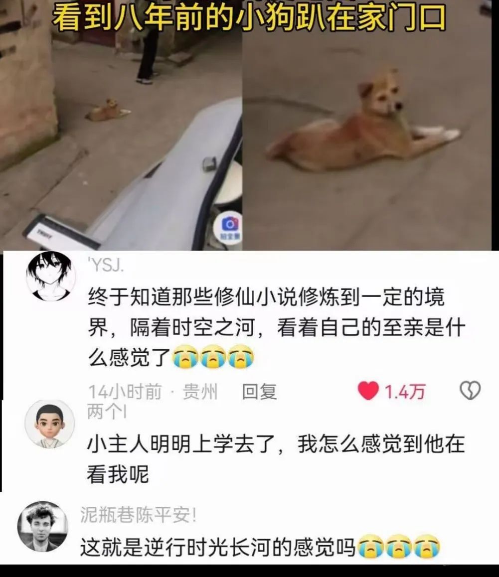 每日meme