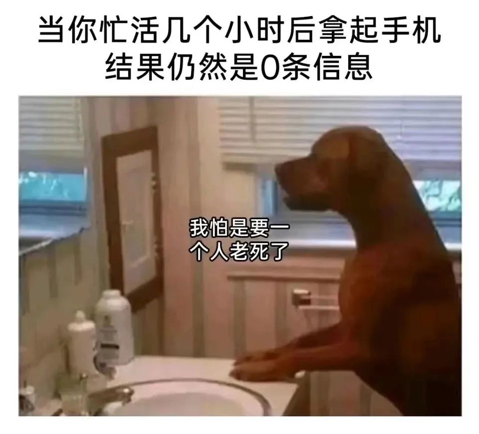 每日meme