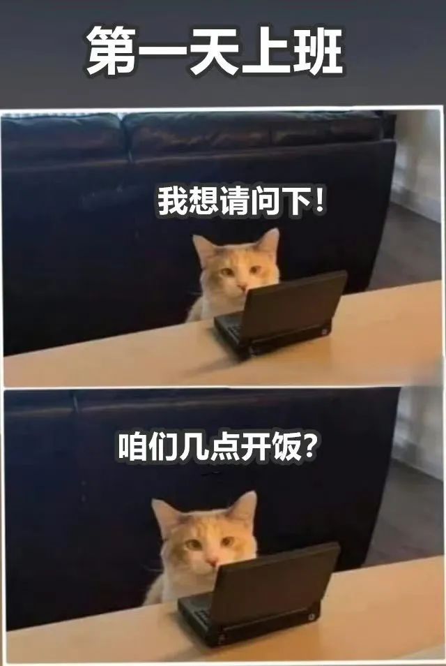 每日meme
