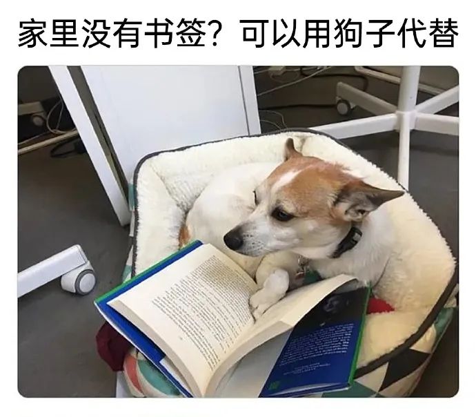 每日meme