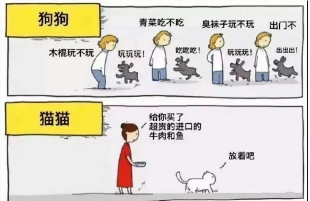 每日meme