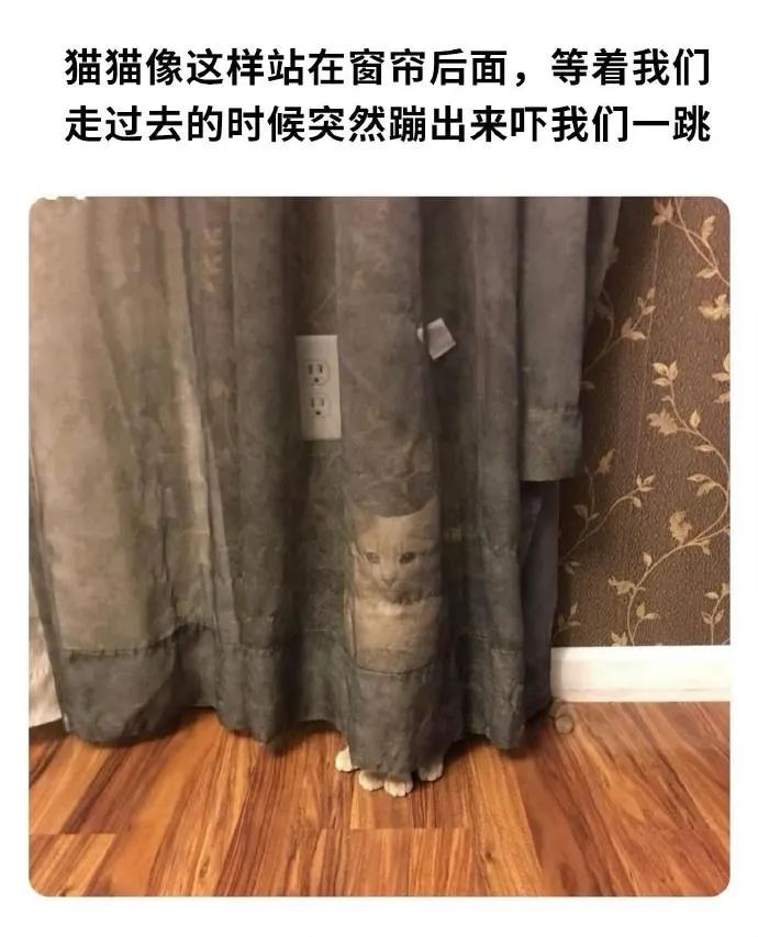 每日meme