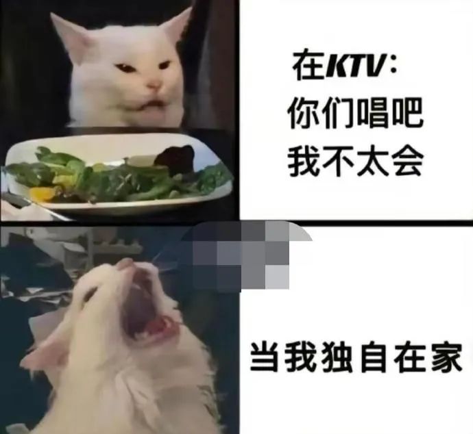 每日meme