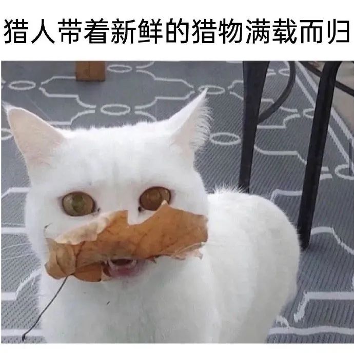 每日meme