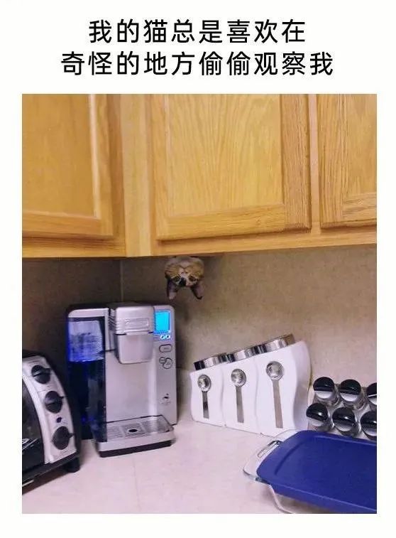 每日meme