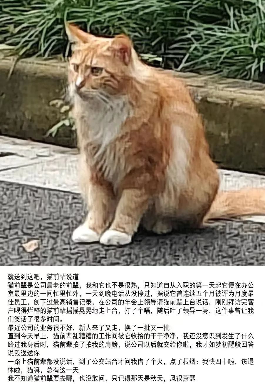 每日meme