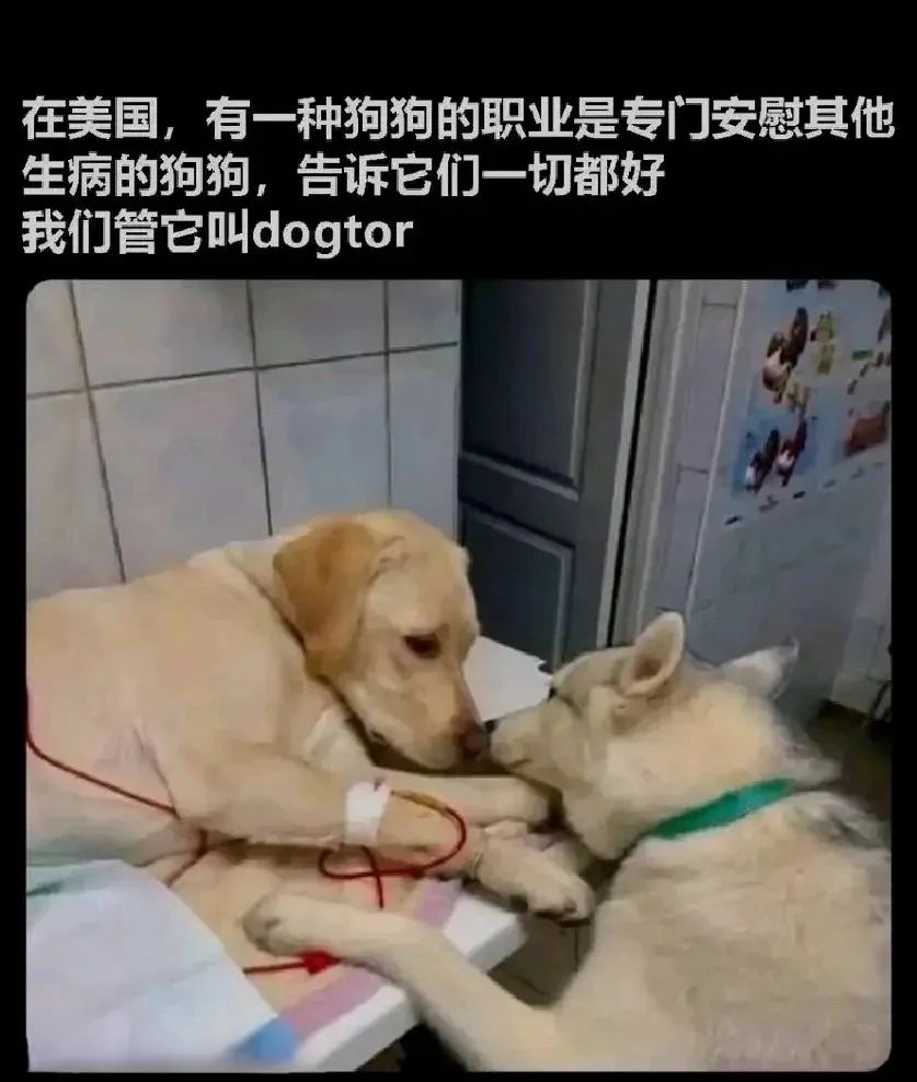 每日meme