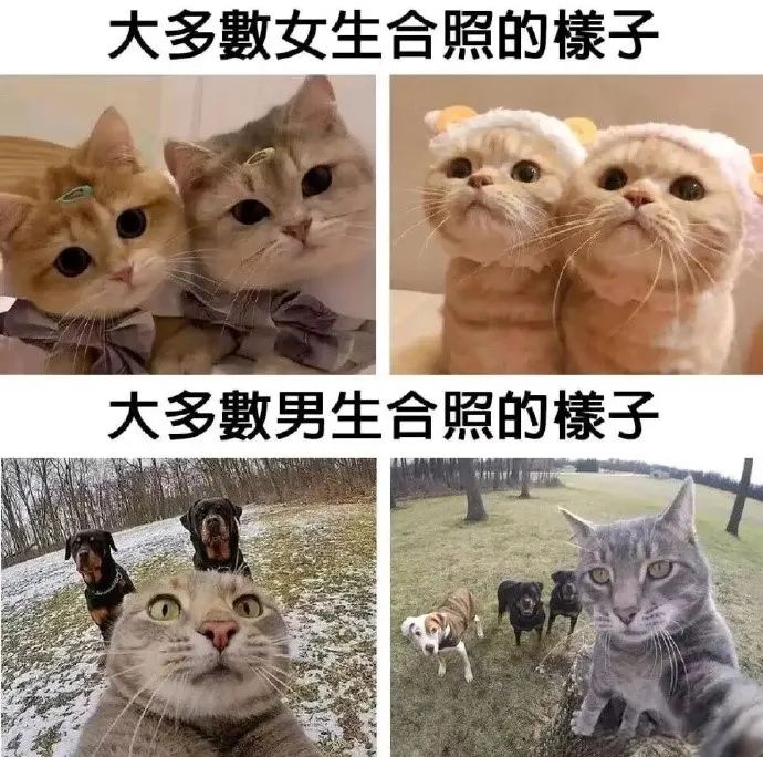 每日meme