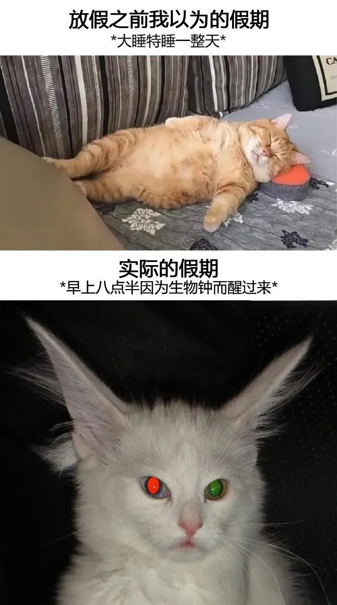 每日meme