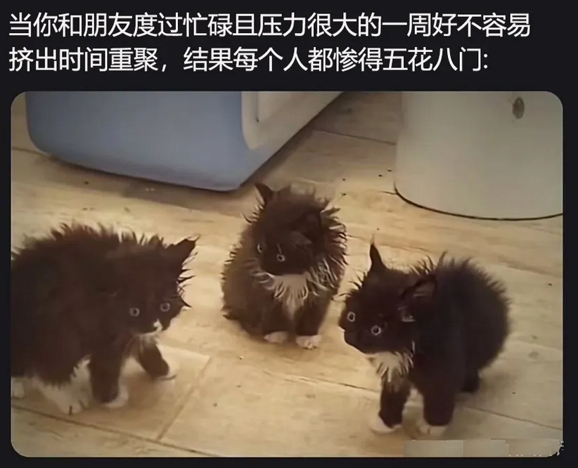 每日meme