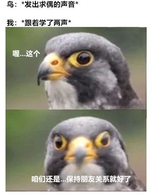 每日meme