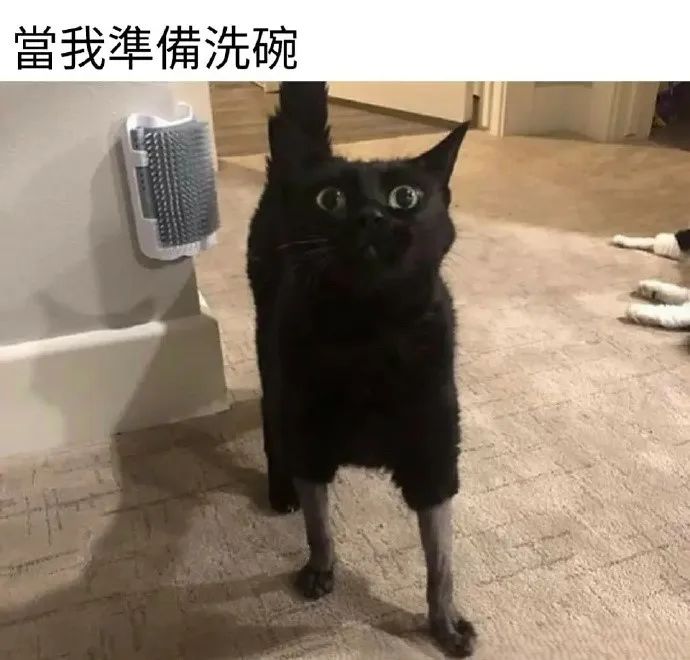 每日meme