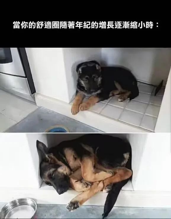 每日meme