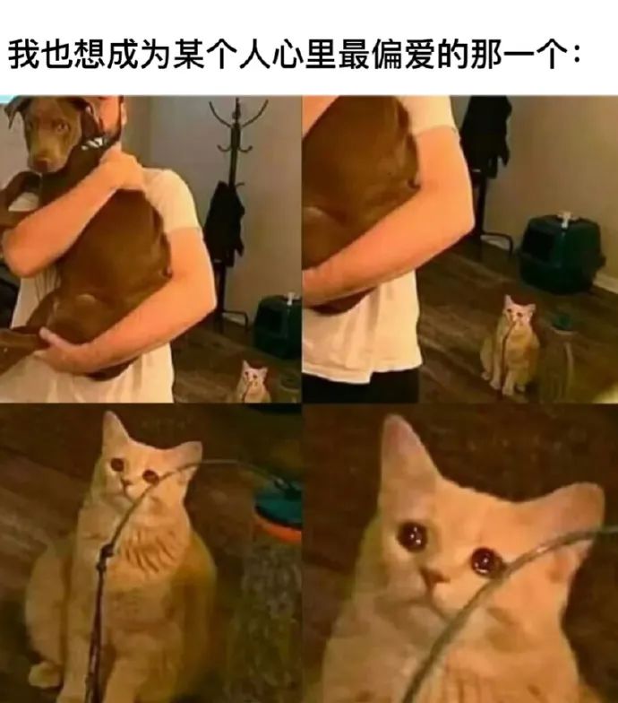 每日meme