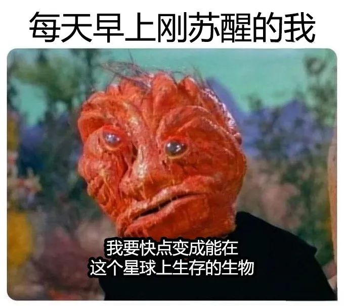 每日meme