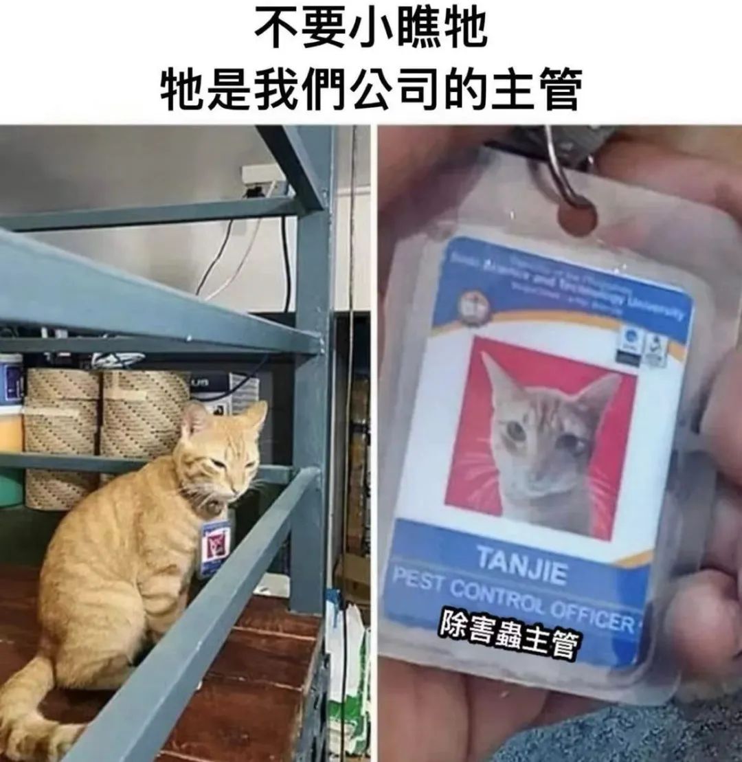 每日meme
