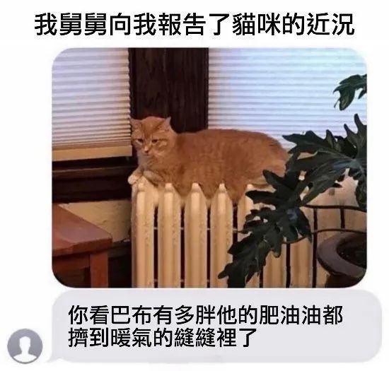 每日meme