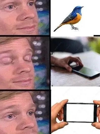 每日meme