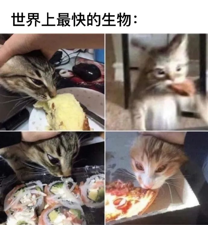 每日meme