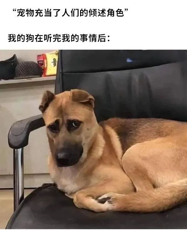 每日meme