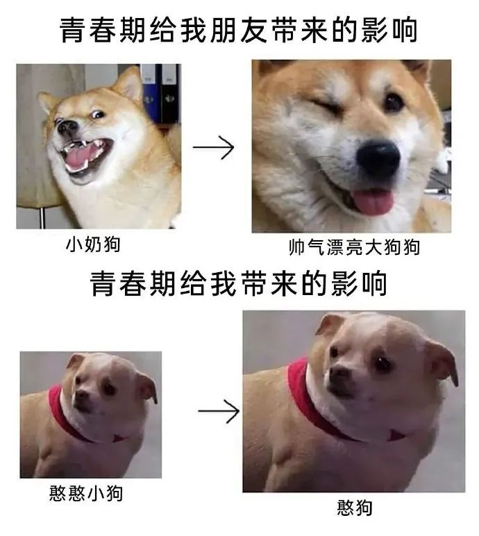 每日meme