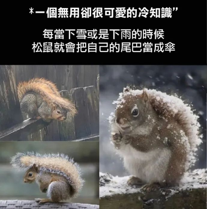 每日meme