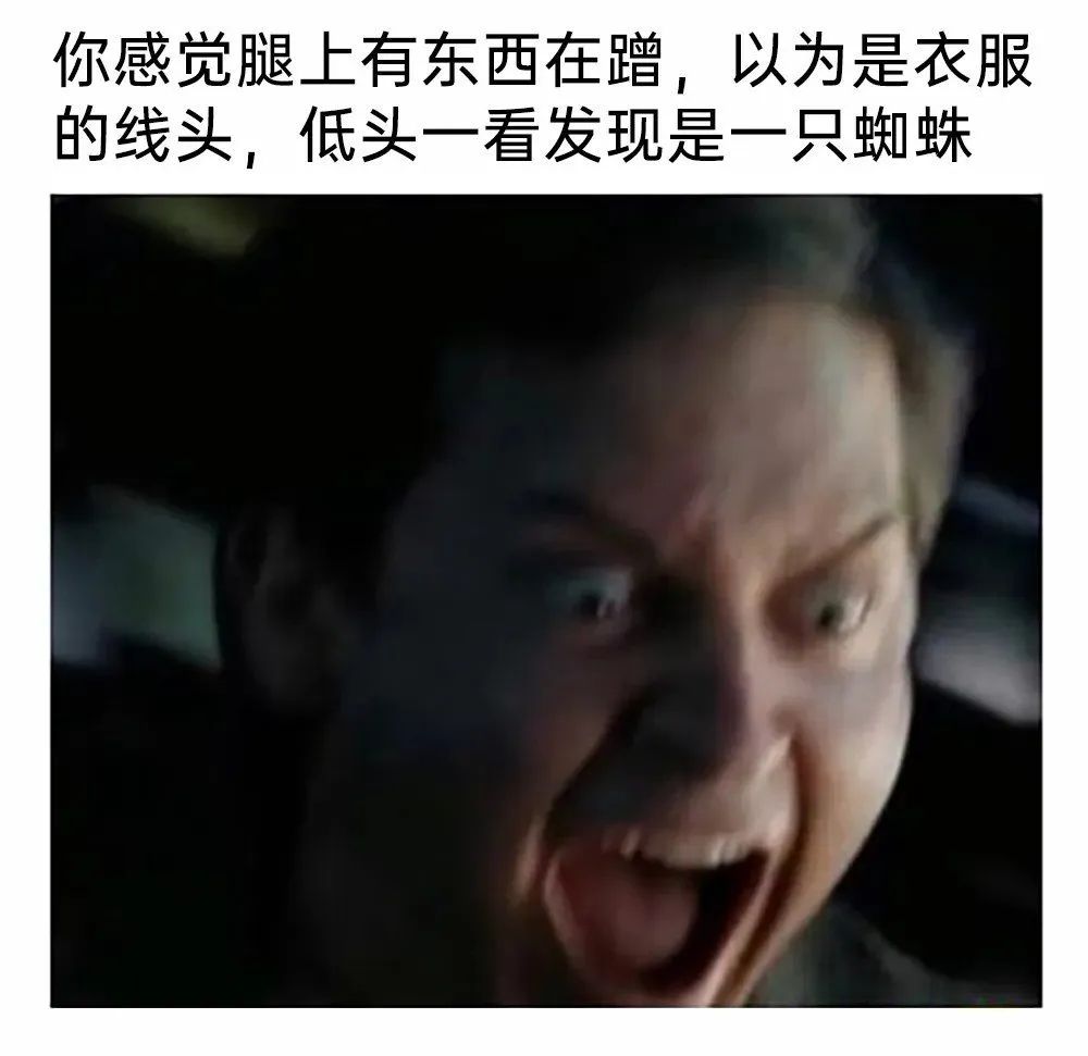 每日meme