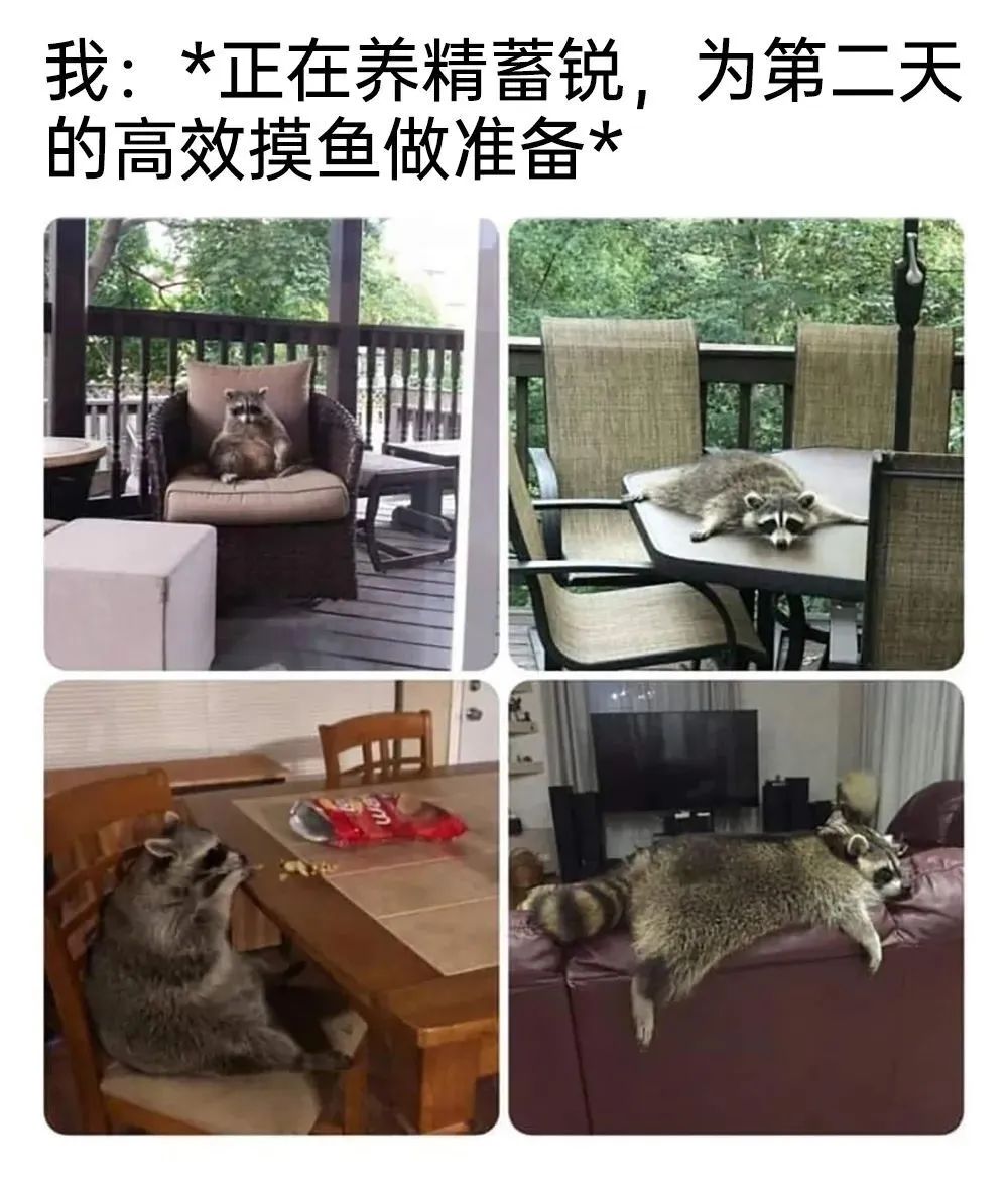 每日meme