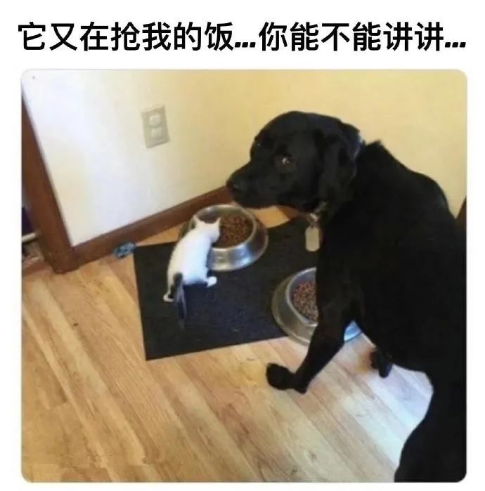 每日meme
