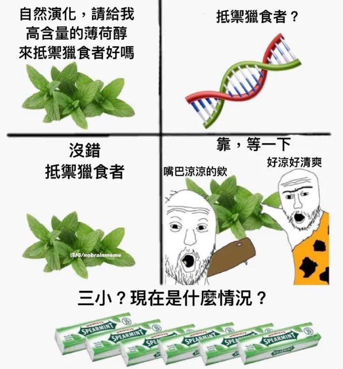 每日meme