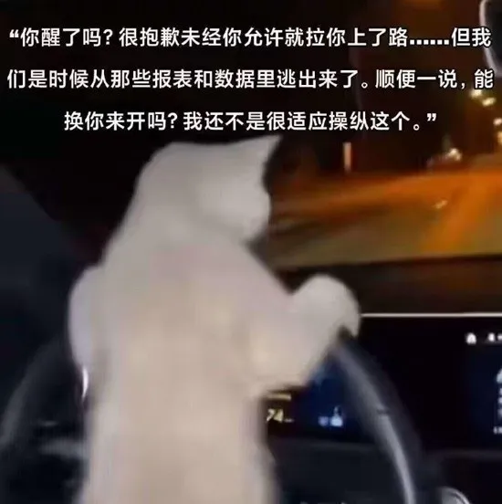 每日meme
